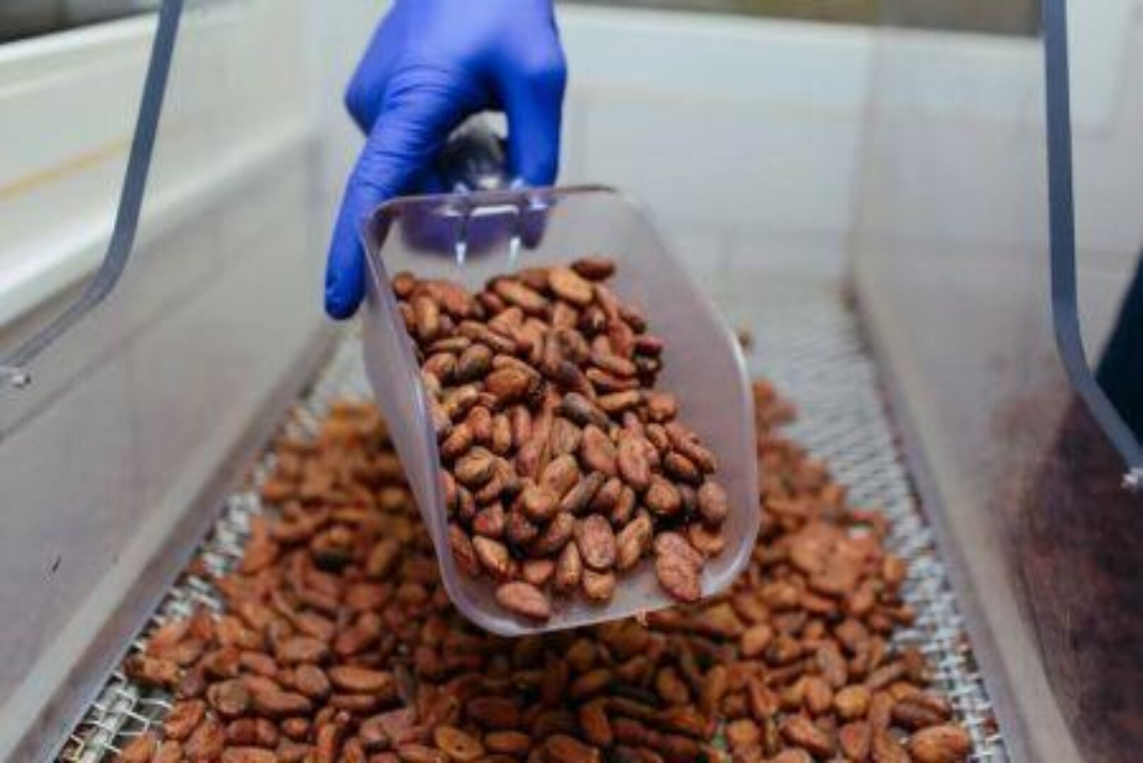Côte d’Ivoire: IFC Plans $88 Million Financing for Cocoa Processing Plant Expansion